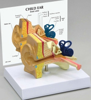 Child Ear Pharmaceutical and Anatomical Model Gifts